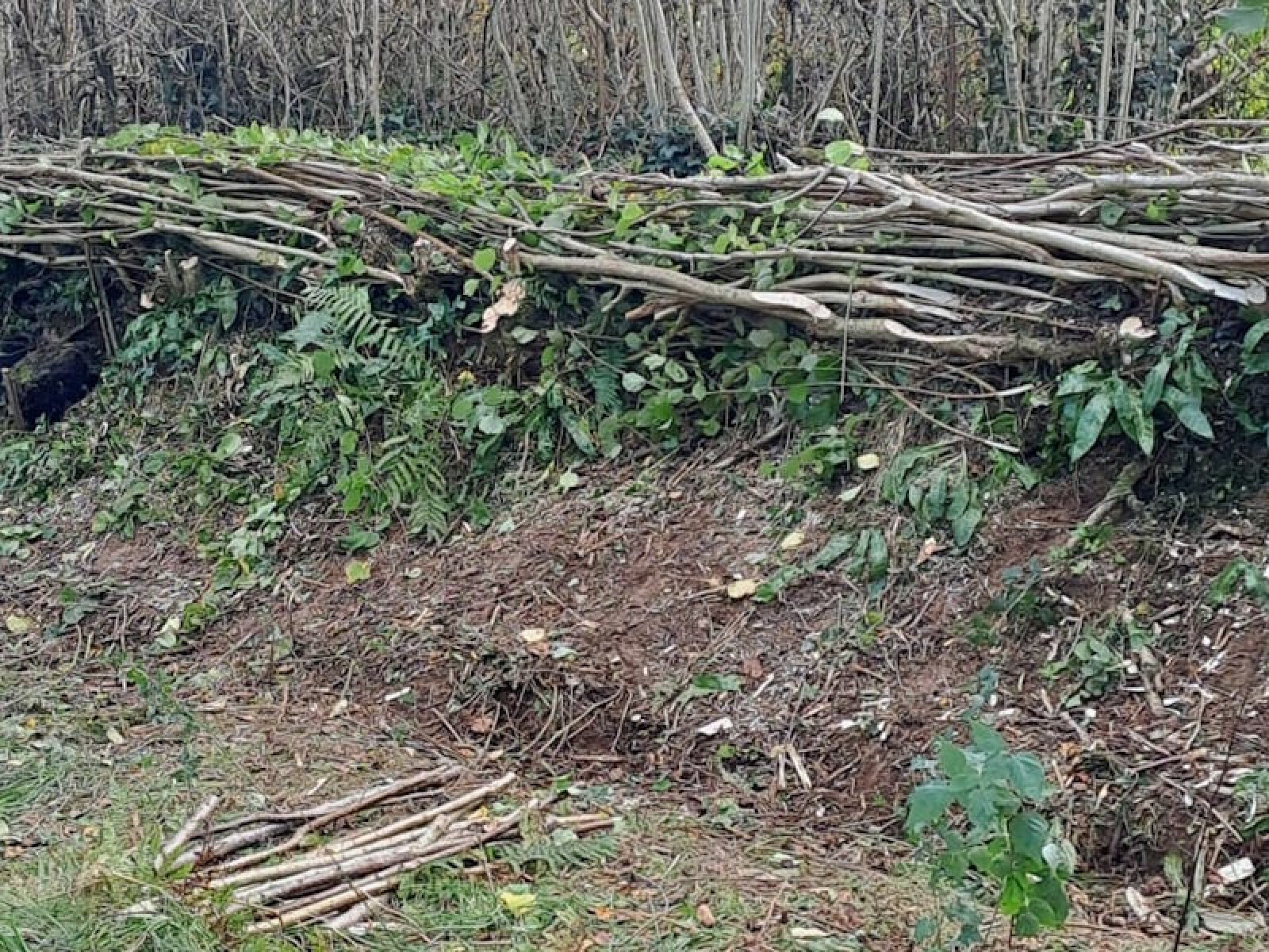 LaidHedge800x600