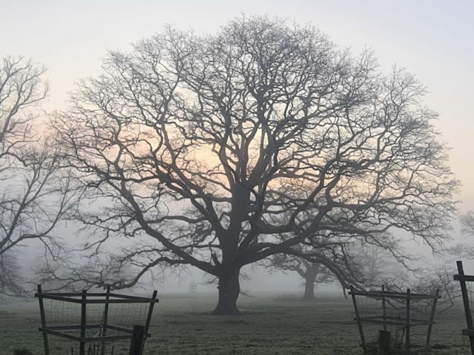 WinterOak800x600